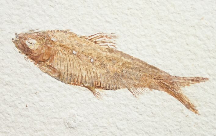 Knightia Fossil Fish - Wyoming #10903